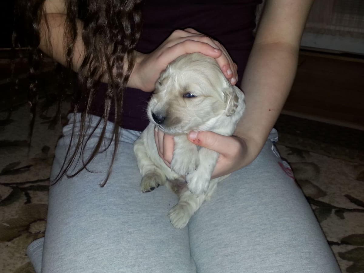 Branchway Forest Golden Retriever Puppies breeder image 48