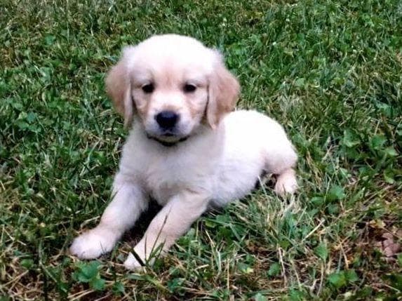 Branchway Forest Golden Retriever Puppies breeder image 44