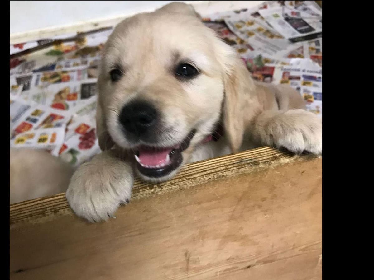 Branchway Forest Golden Retriever Puppies breeder image 43