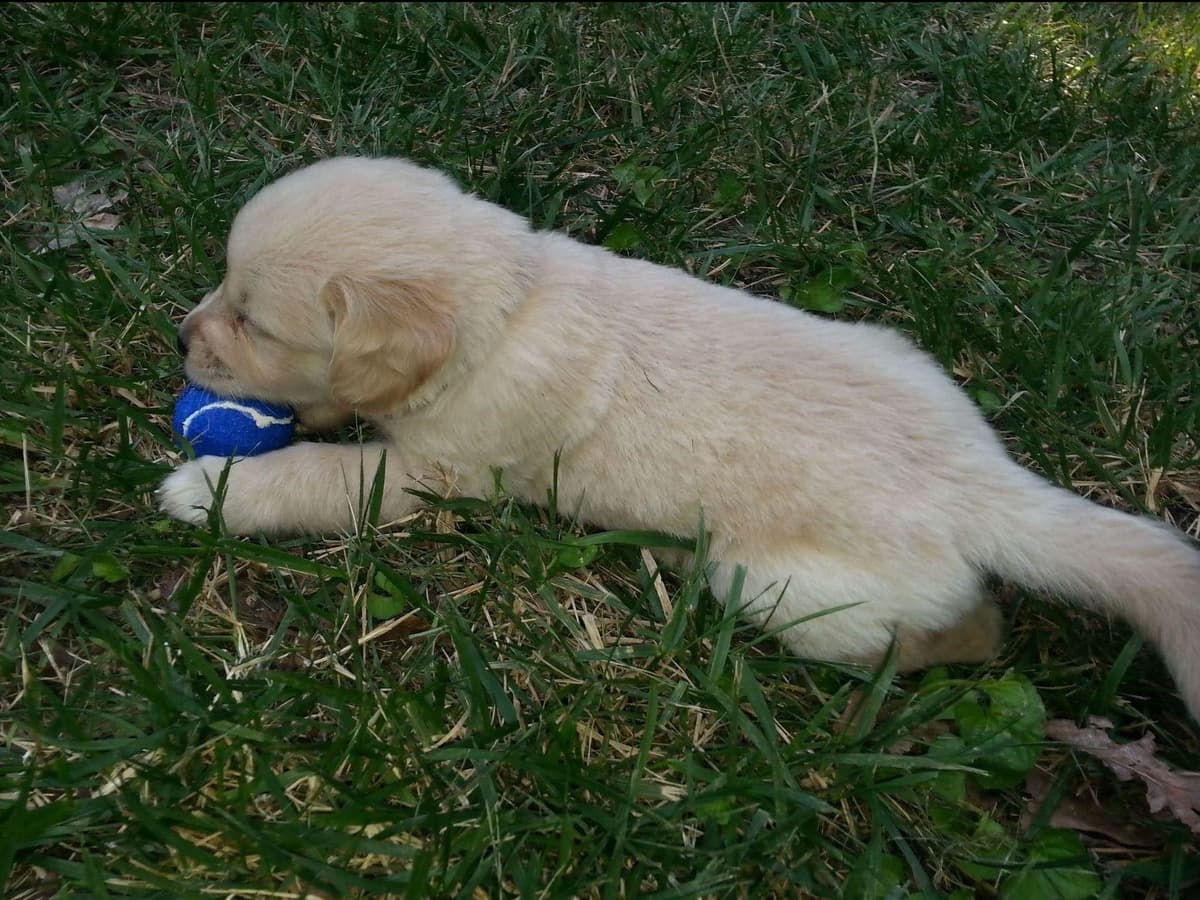 Branchway Forest Golden Retriever Puppies breeder image 42
