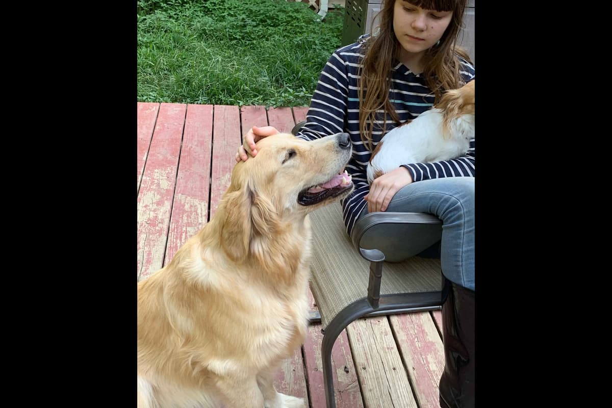 Branchway Forest Golden Retriever Puppies breeder image 12