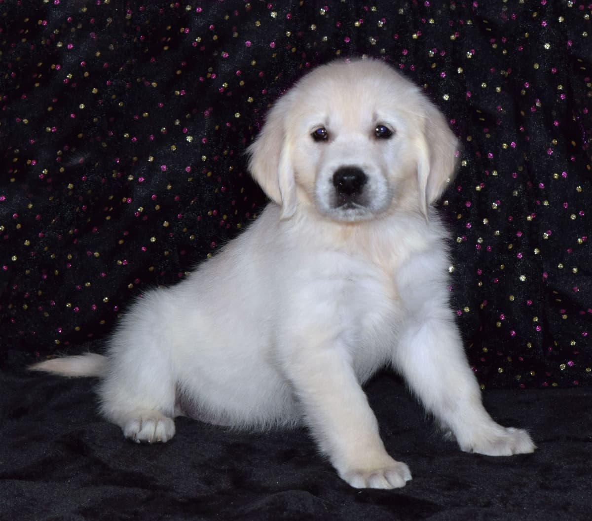 Golden Retriever Puppies breeder image 2