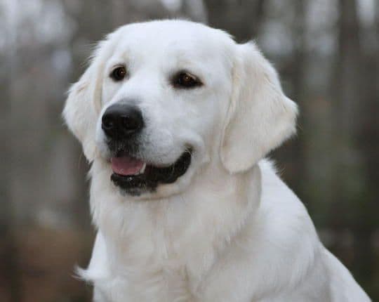 Golden Retriever Puppies breeder image 3