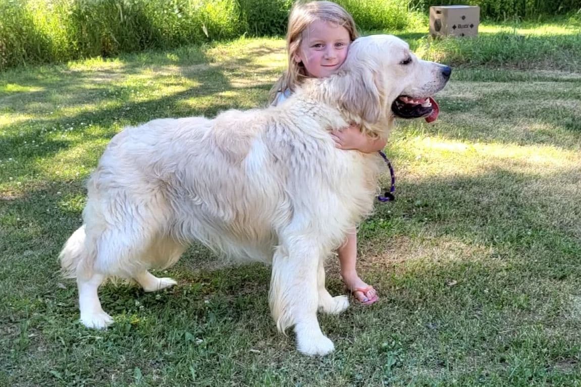 Golden Retriever Puppies breeder image 28
