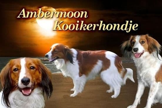 Nederlandse Kooikerhondje Puppies breeder image 65