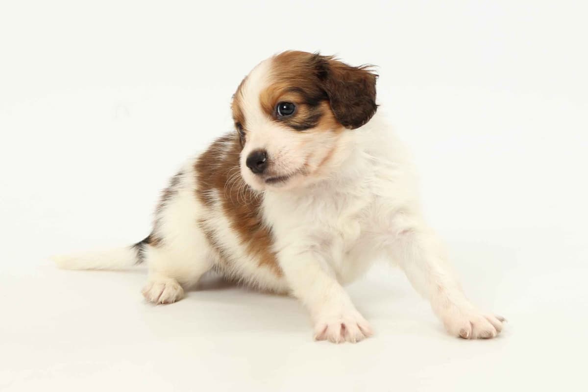 Nederlandse Kooikerhondje Puppies breeder image 66