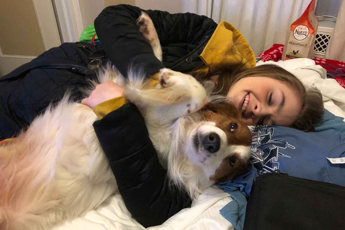 Nederlandse Kooikerhondje Puppies breeder image 77