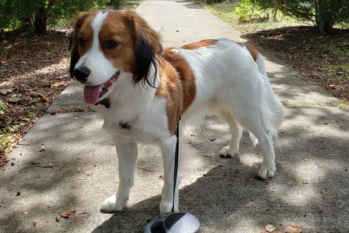 Nederlandse Kooikerhondje Puppies breeder image 97