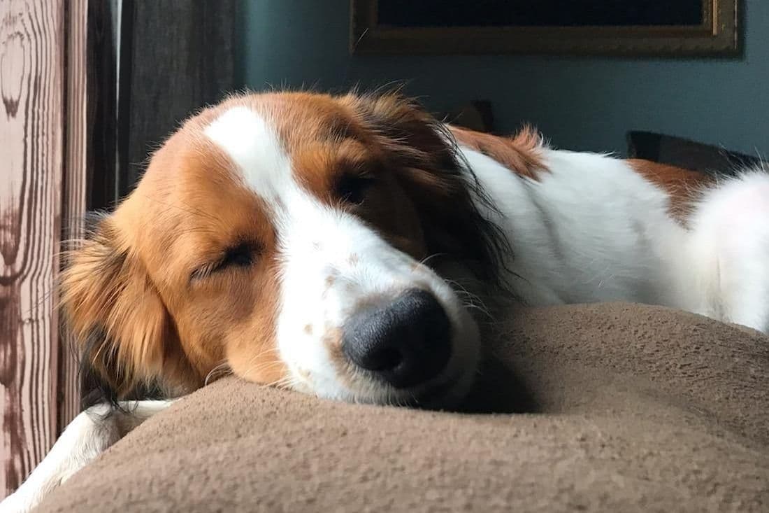 Nederlandse Kooikerhondje Puppies breeder image 99