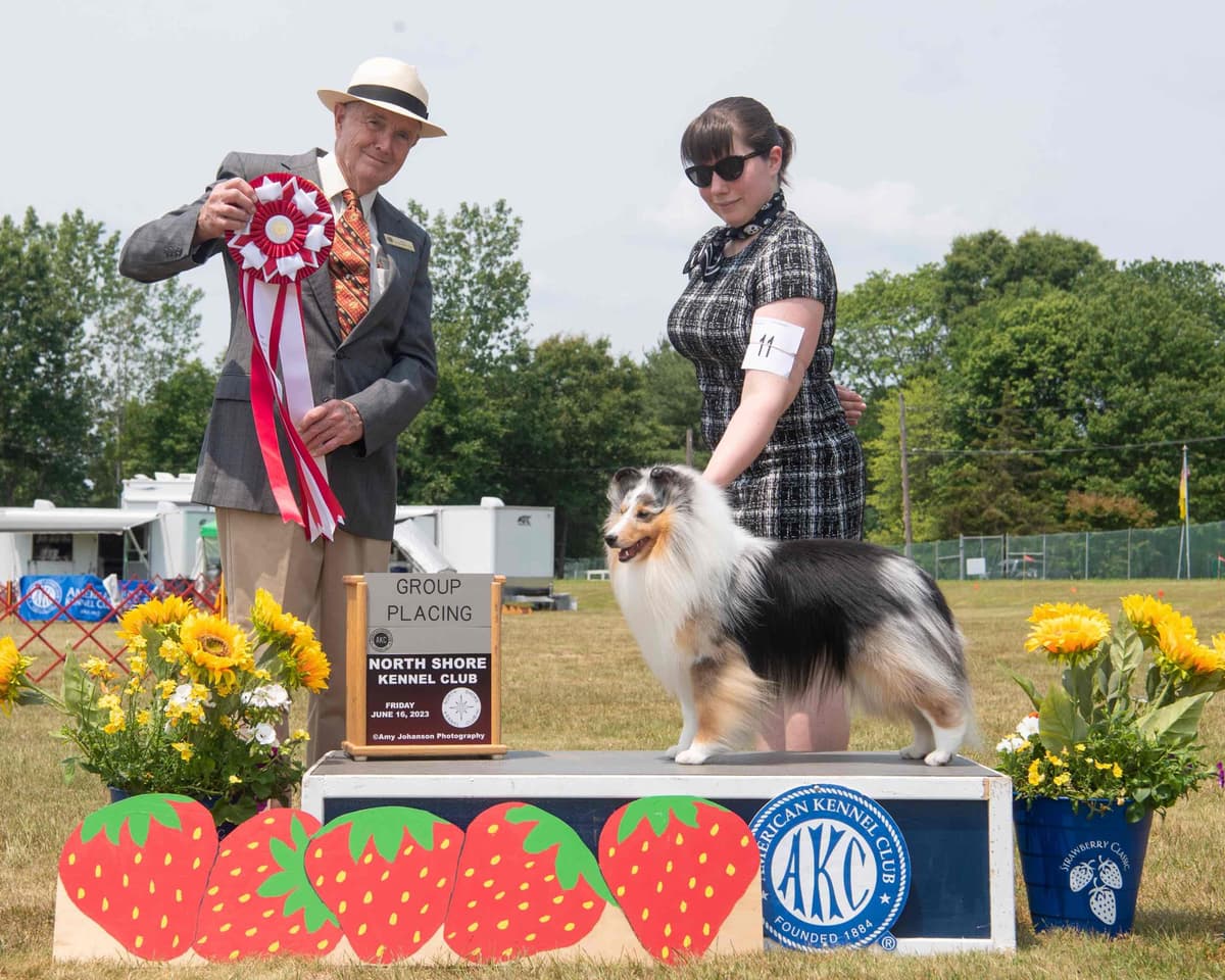 Sheltie Pups Raised by Pro Trainers! breeder image 1