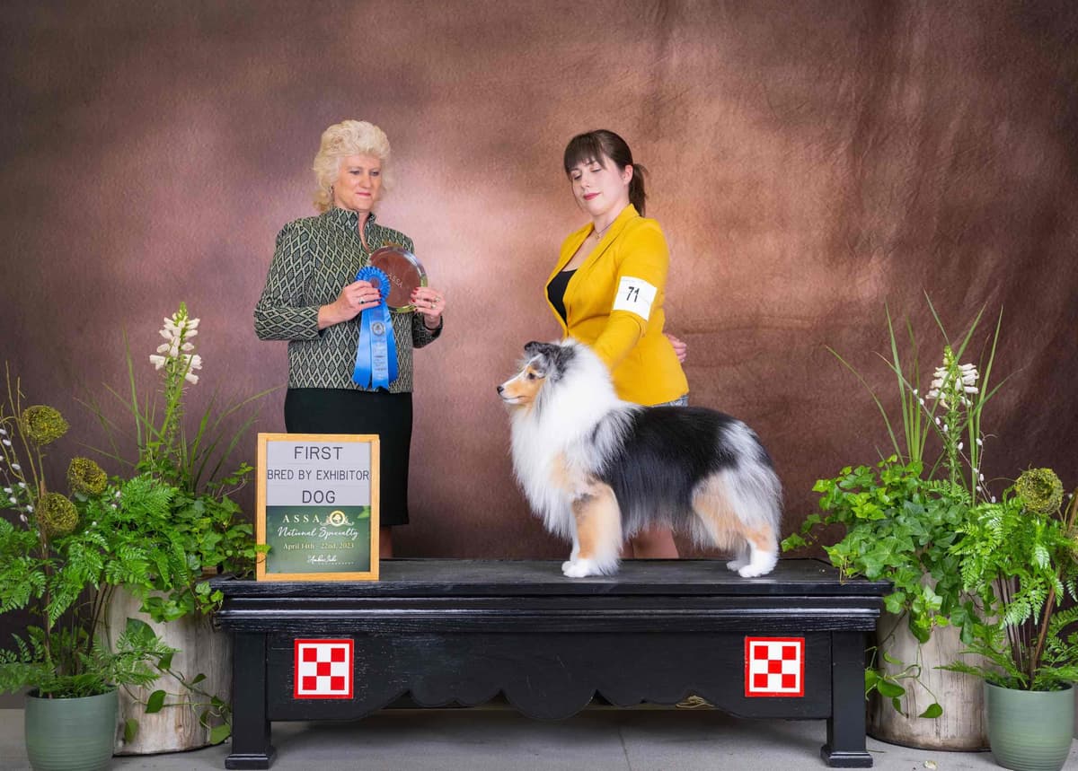 Sheltie Pups Raised by Pro Trainers! breeder image 2