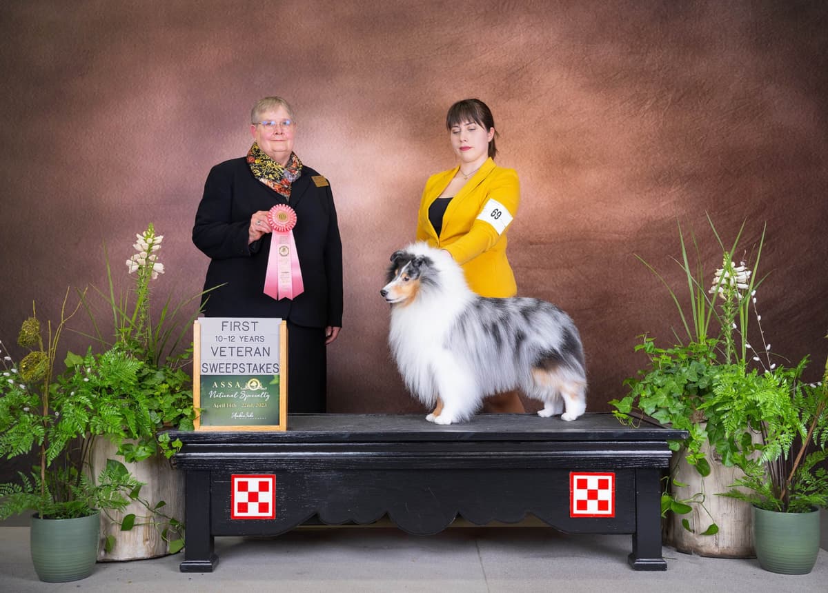 Sheltie Pups Raised by Pro Trainers! breeder image 3