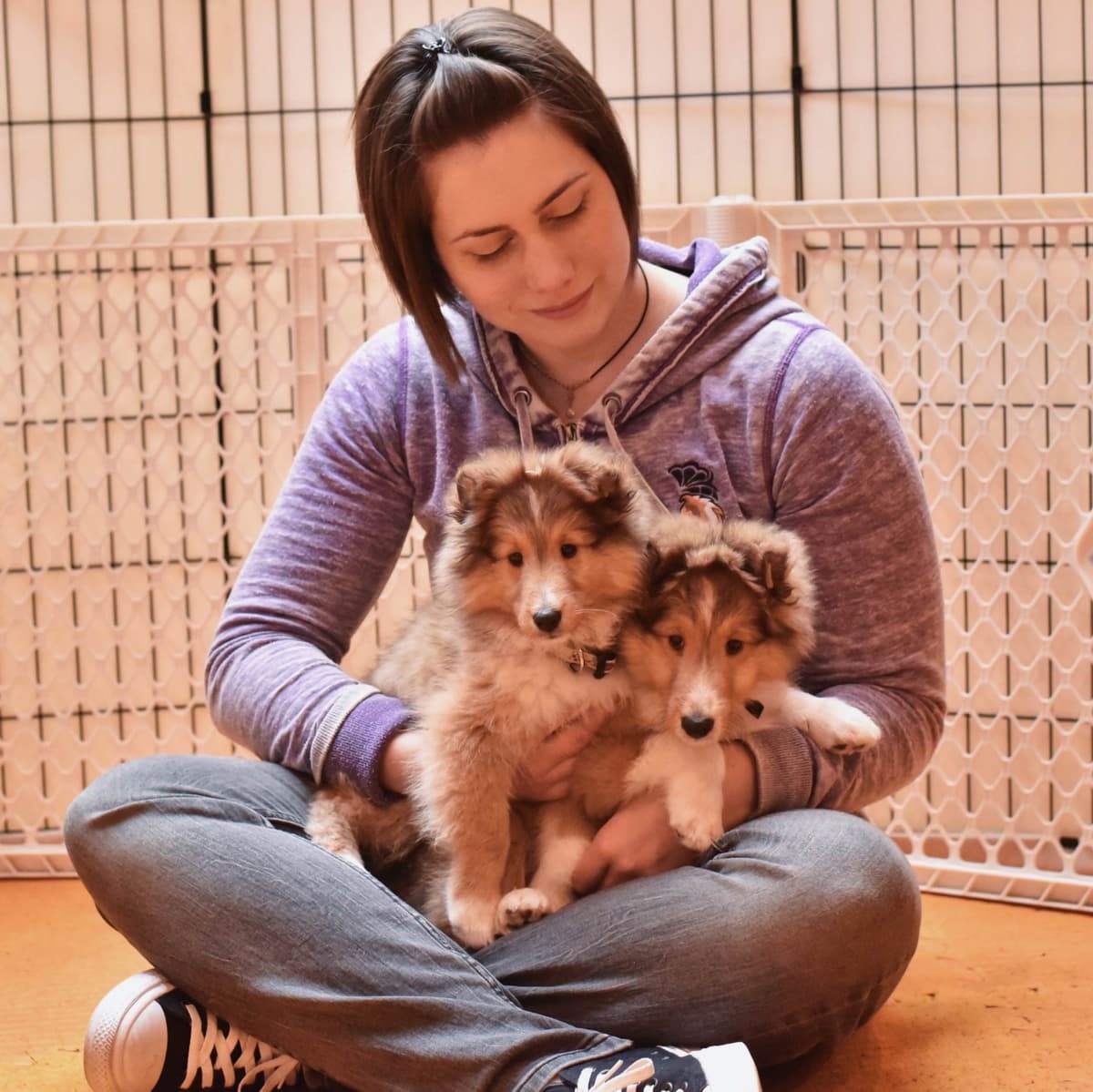 Sheltie Pups Raised by Pro Trainers! breeder image 10