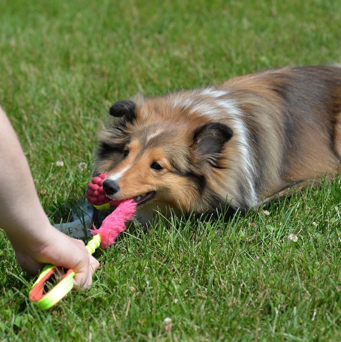Sheltie Pups Raised by Pro Trainers! breeder image 11