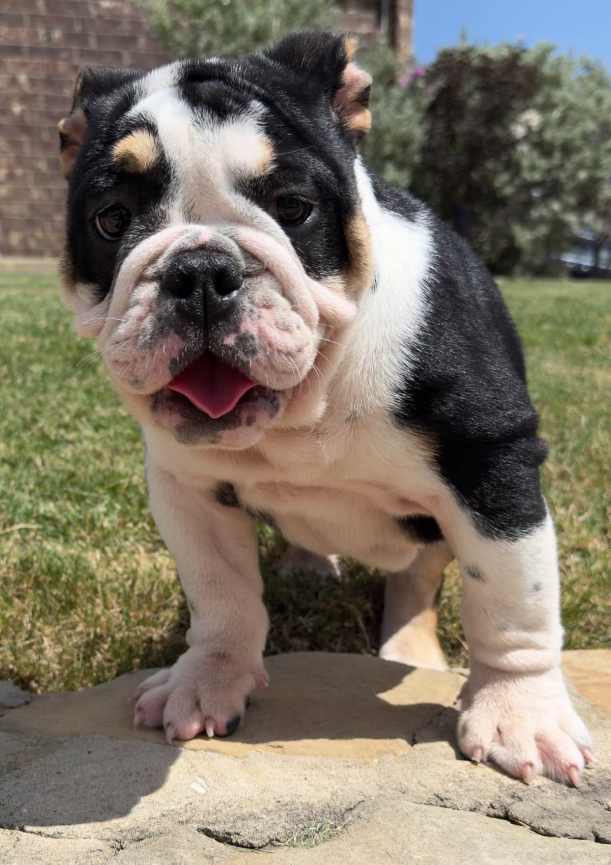 AKC Bulldog Puppies breeder image 1