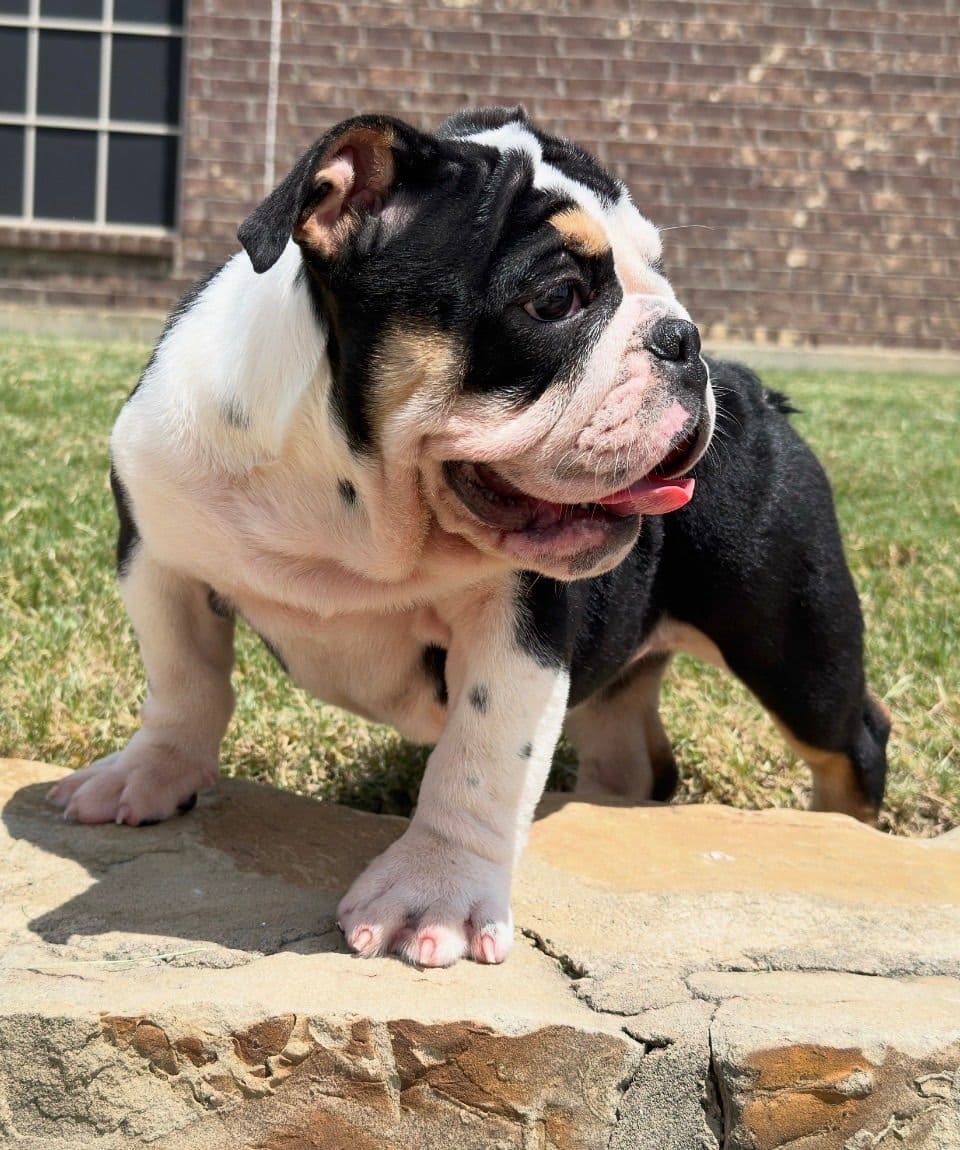 AKC Bulldog Puppies breeder image 3