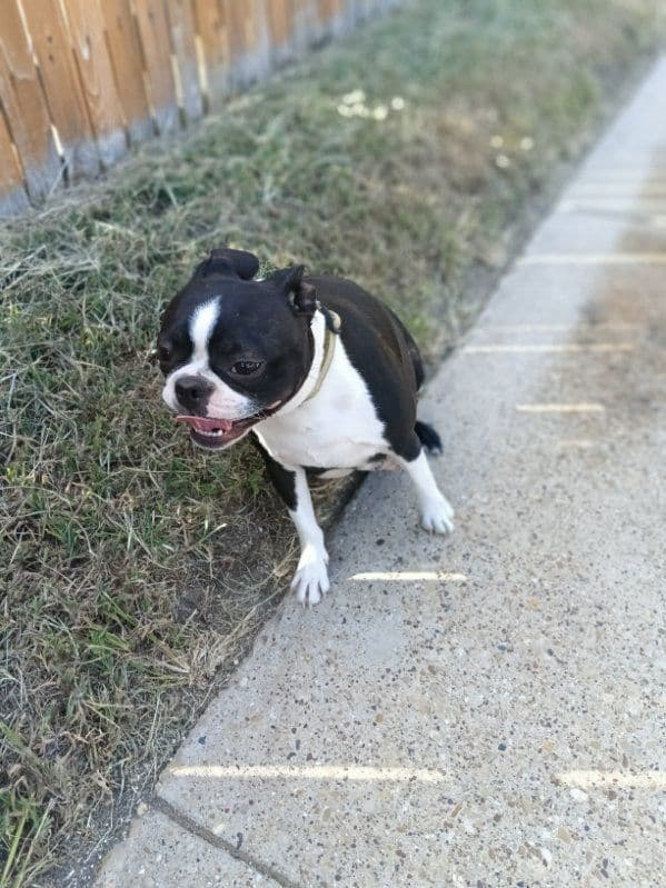 Boston Terrier Puppies breeder image 17