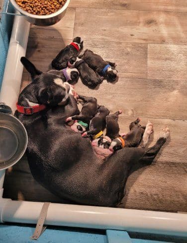 Boston Terrier Puppies breeder image 2