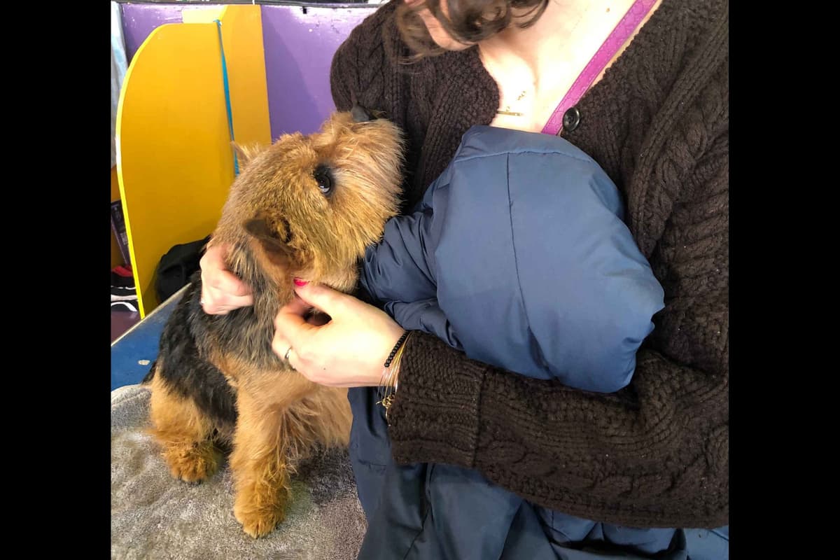 Norwich Terrier Puppies breeder image 8