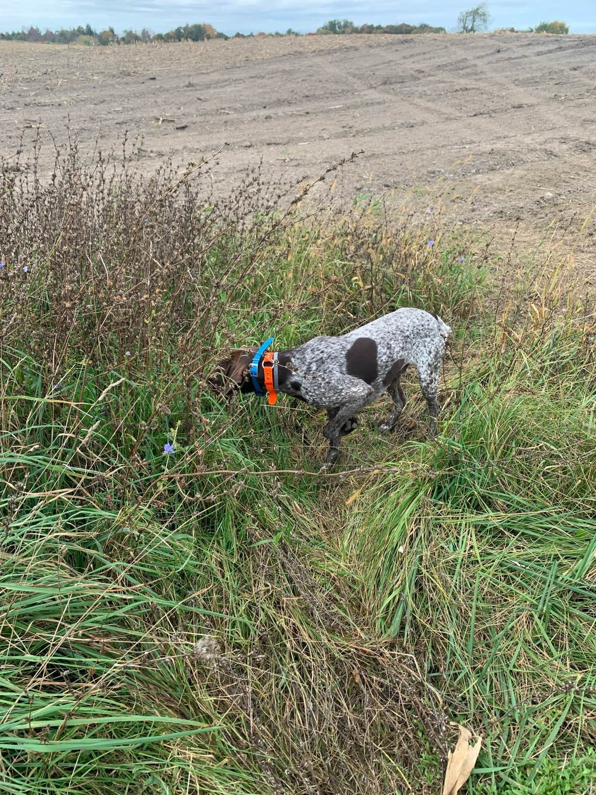 German Shorthaired Pointer Puppies breeder image 5