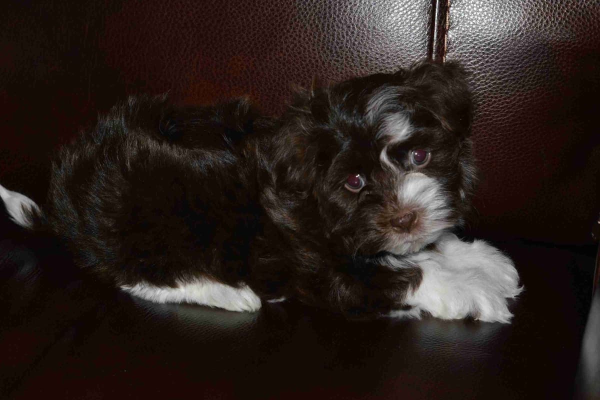 Havanese Puppies breeder image 5