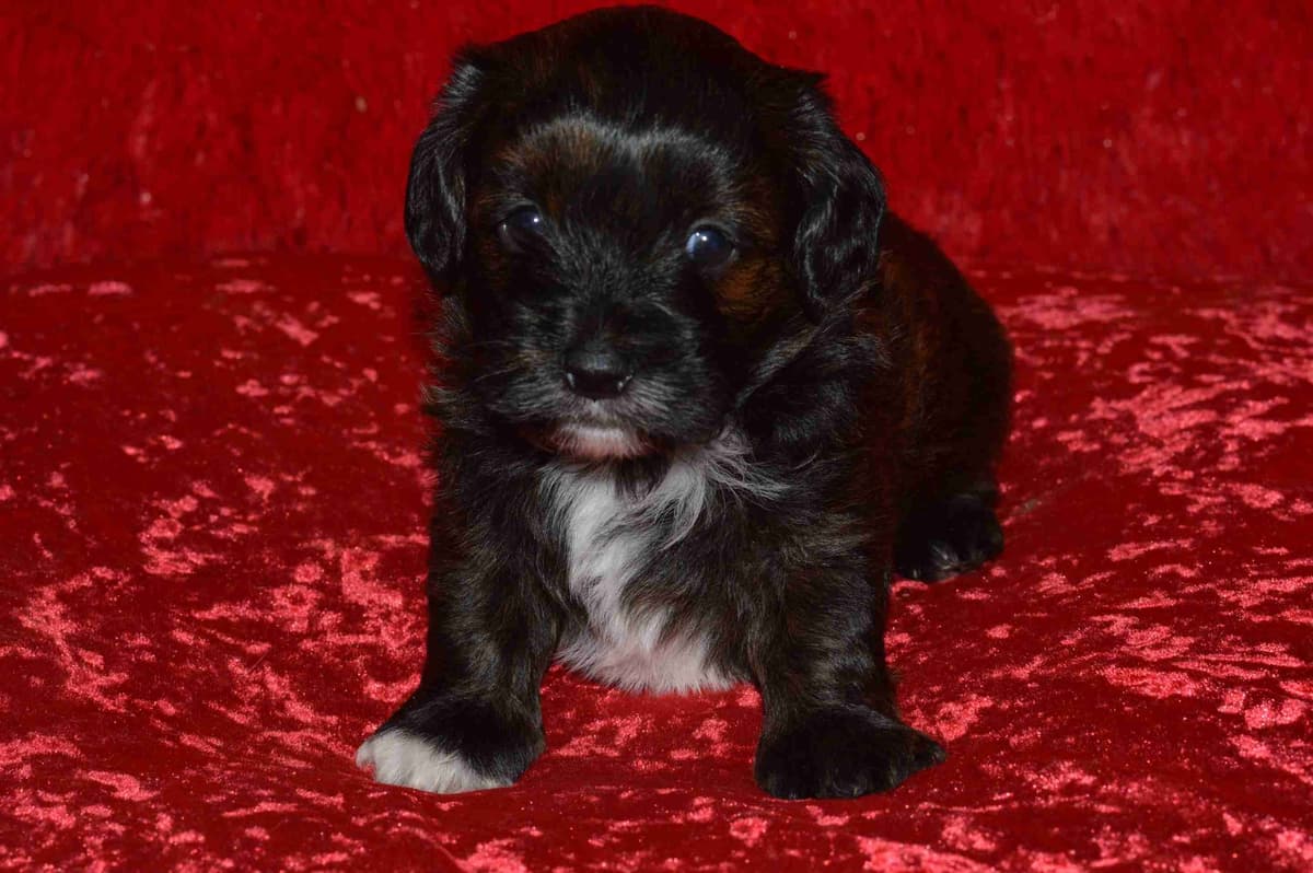 Havanese Puppies breeder image 9