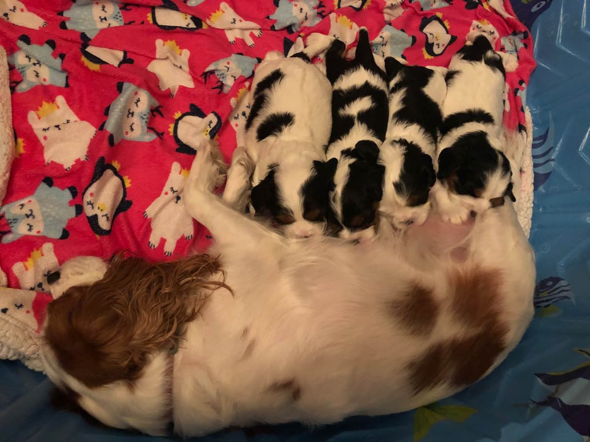 Cavalier King Charles Spaniel Puppies breeder image 4