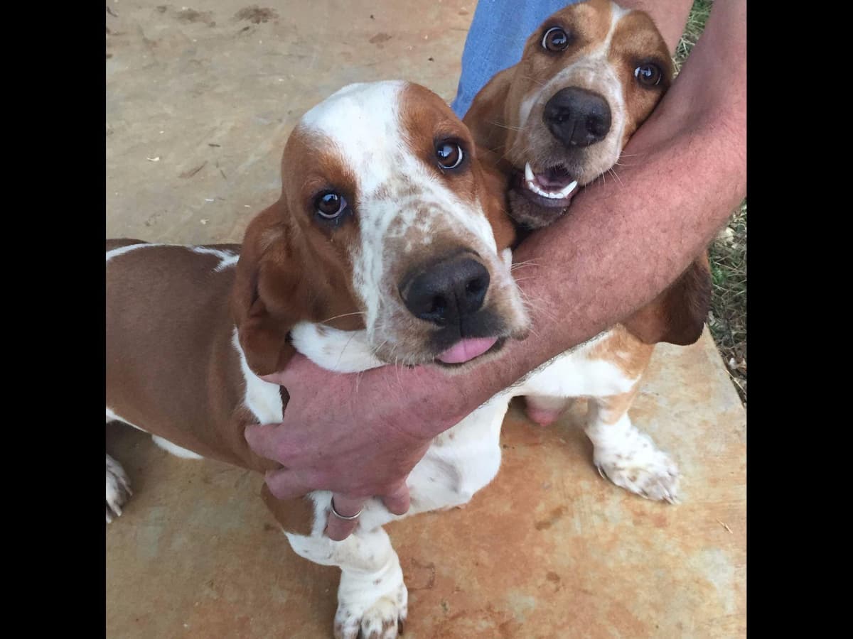 Basset Hound Puppies breeder image 1