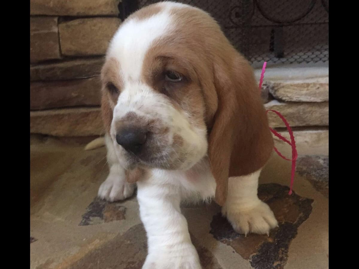 Basset Hound Puppies breeder image 3
