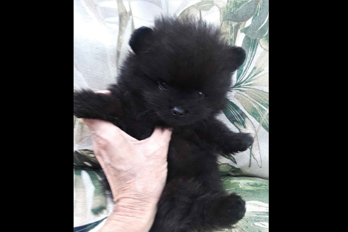 Pomeranian Puppies breeder image 10