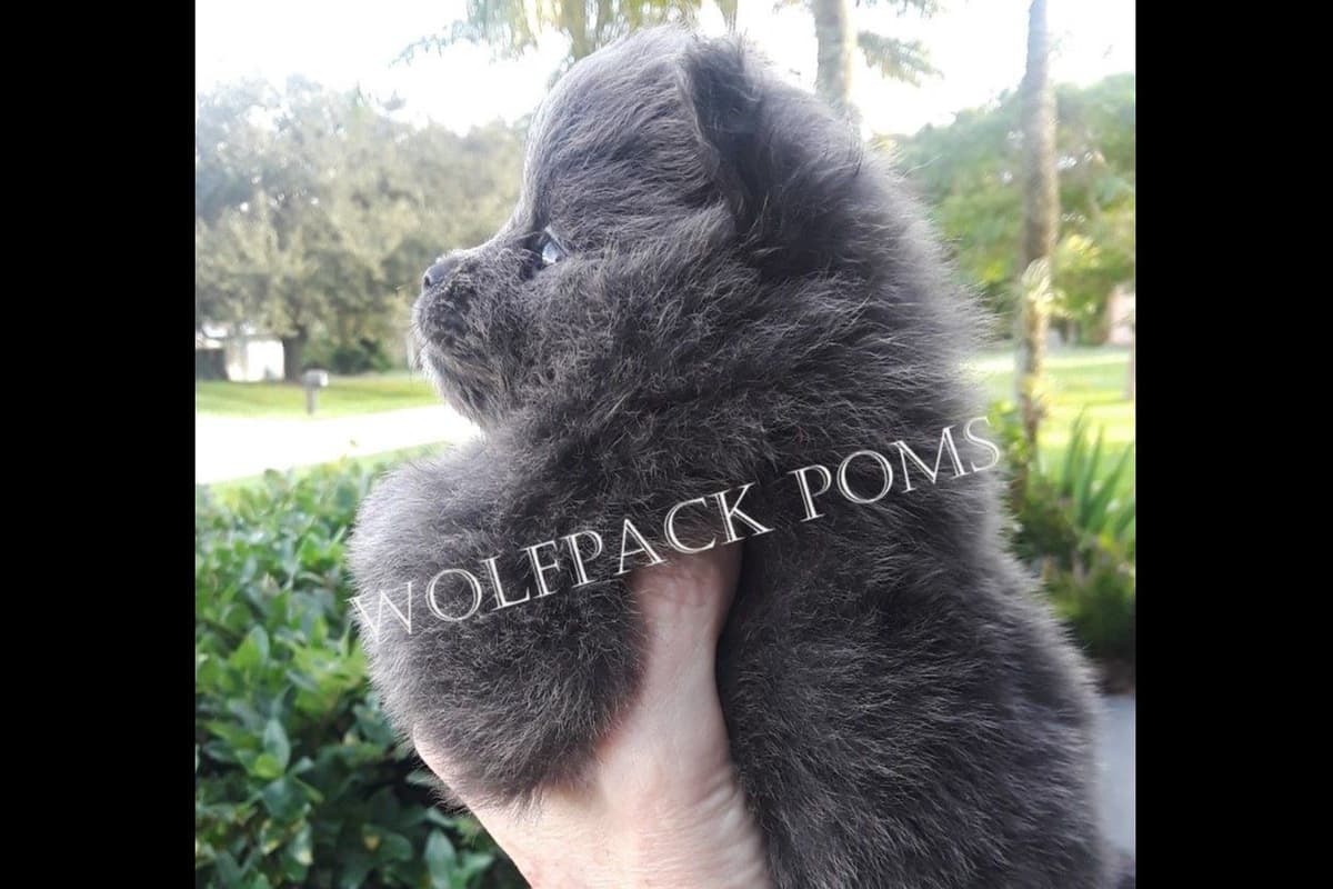 Pomeranian Puppies breeder image 11