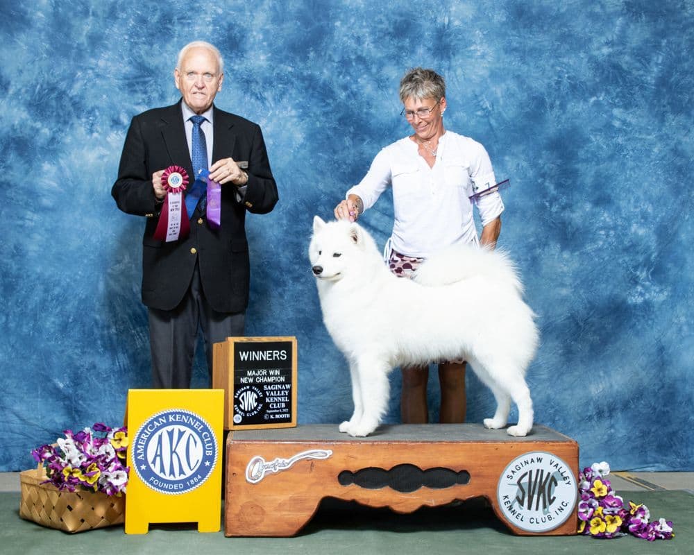 Samoyed Puppies breeder image 11