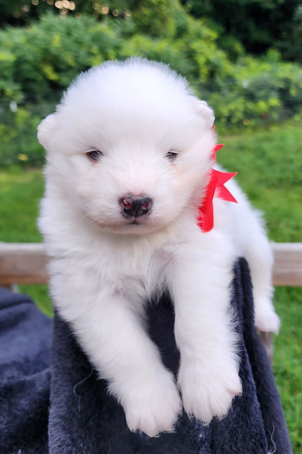 Samoyed Puppies breeder image 17