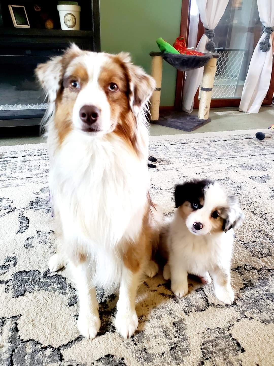 Miniature American Shepherd Puppies breeder image 21