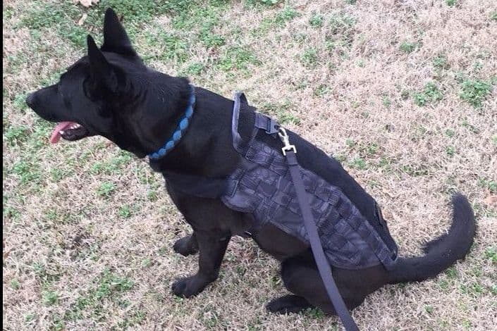Belgian Malinois Puppies breeder image 12