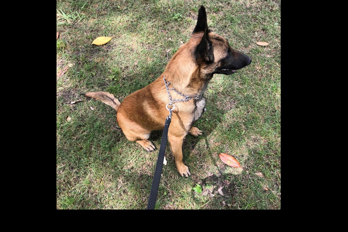 Belgian Malinois Puppies breeder image 27
