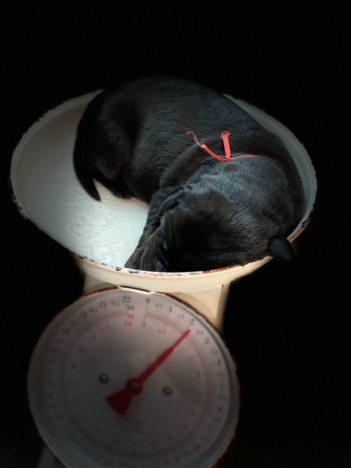 Labrador Retriever Puppies breeder image 11
