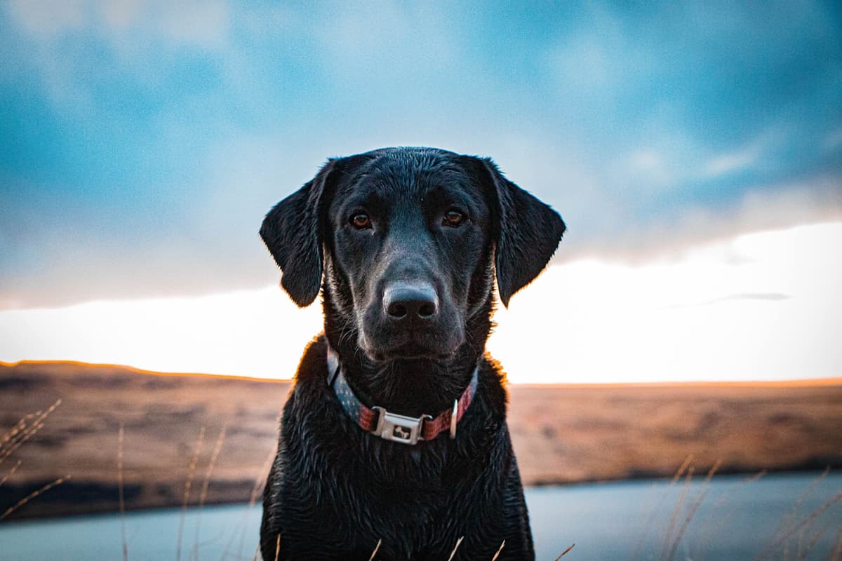Labrador Retriever Puppies breeder image 14
