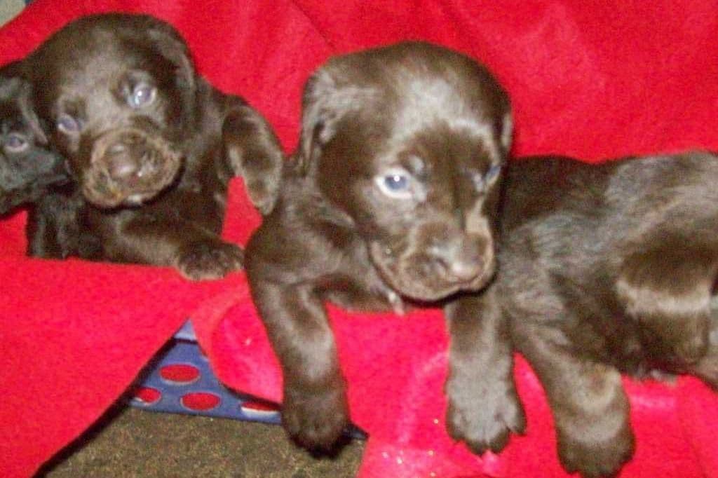 Bichon Frise Puppies breeder image 2