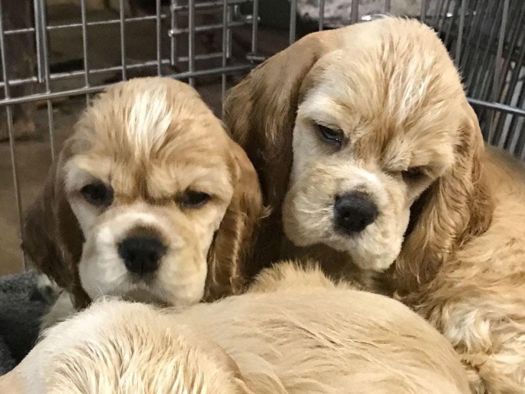 Cocker Spaniel Puppies breeder image 1