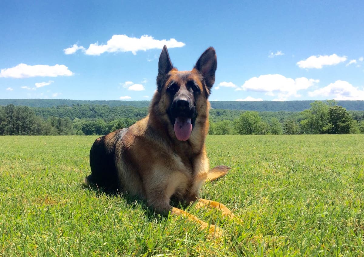 German Shepherd Dog Puppies breeder image 20