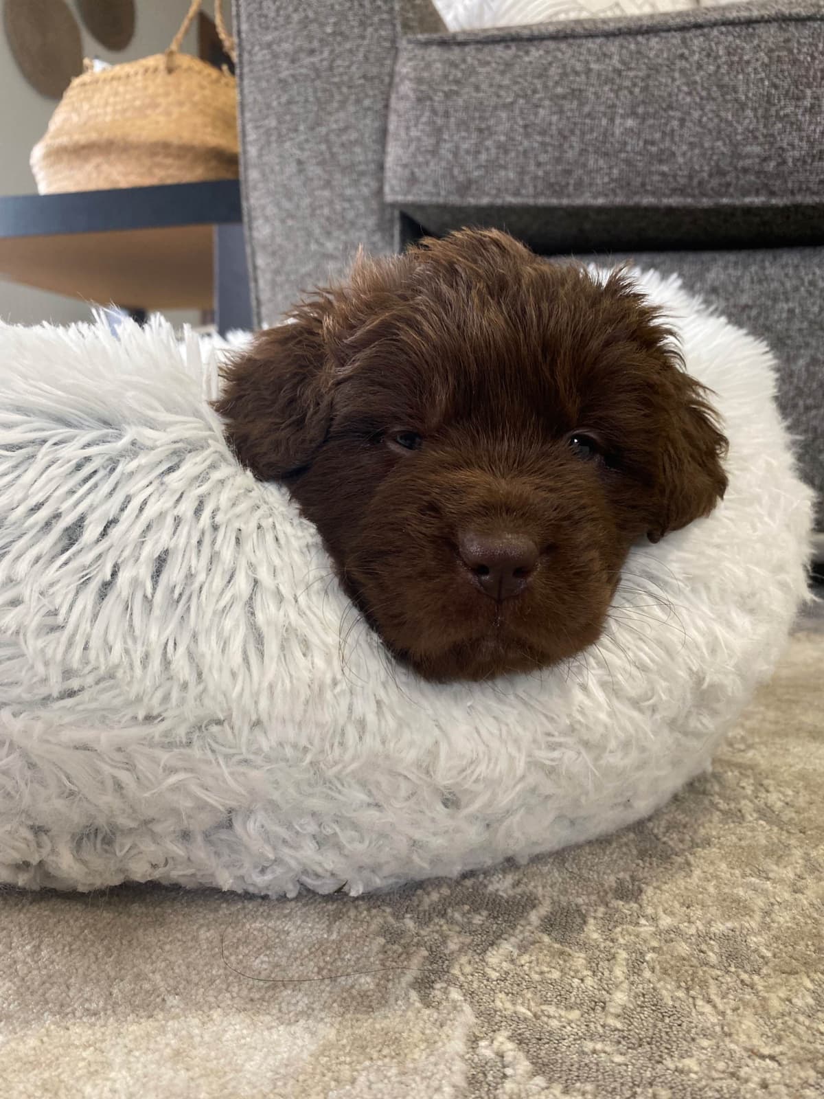 Newfoundland Puppies breeder image 13