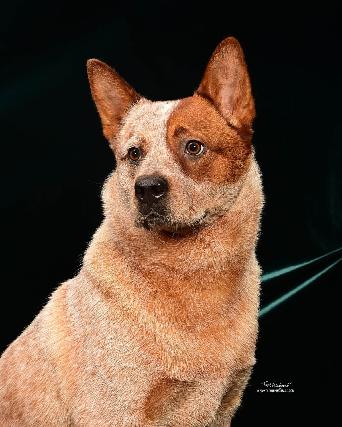 Australian Cattle Dog Puppies breeder image 26