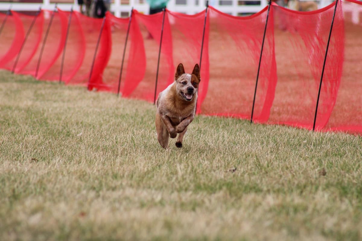 Australian Cattle Dog Puppies breeder image 27