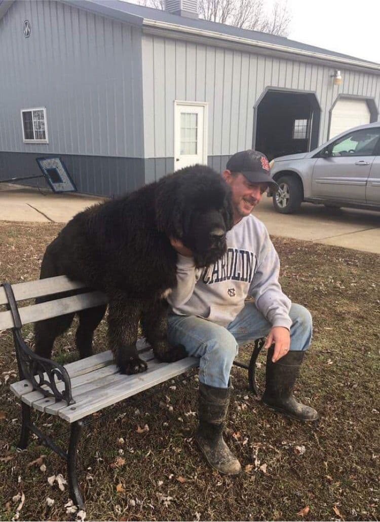 AKC Newfoundland puppies breeder image 3