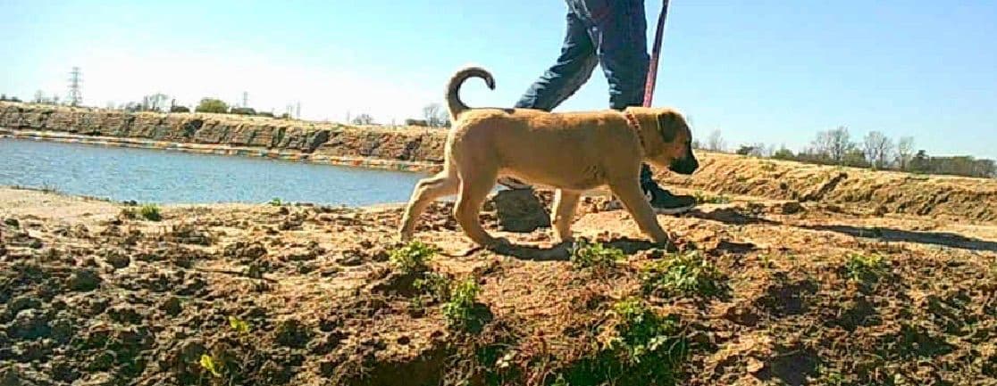 Anatolian Shepherd Dog Puppies breeder image 3