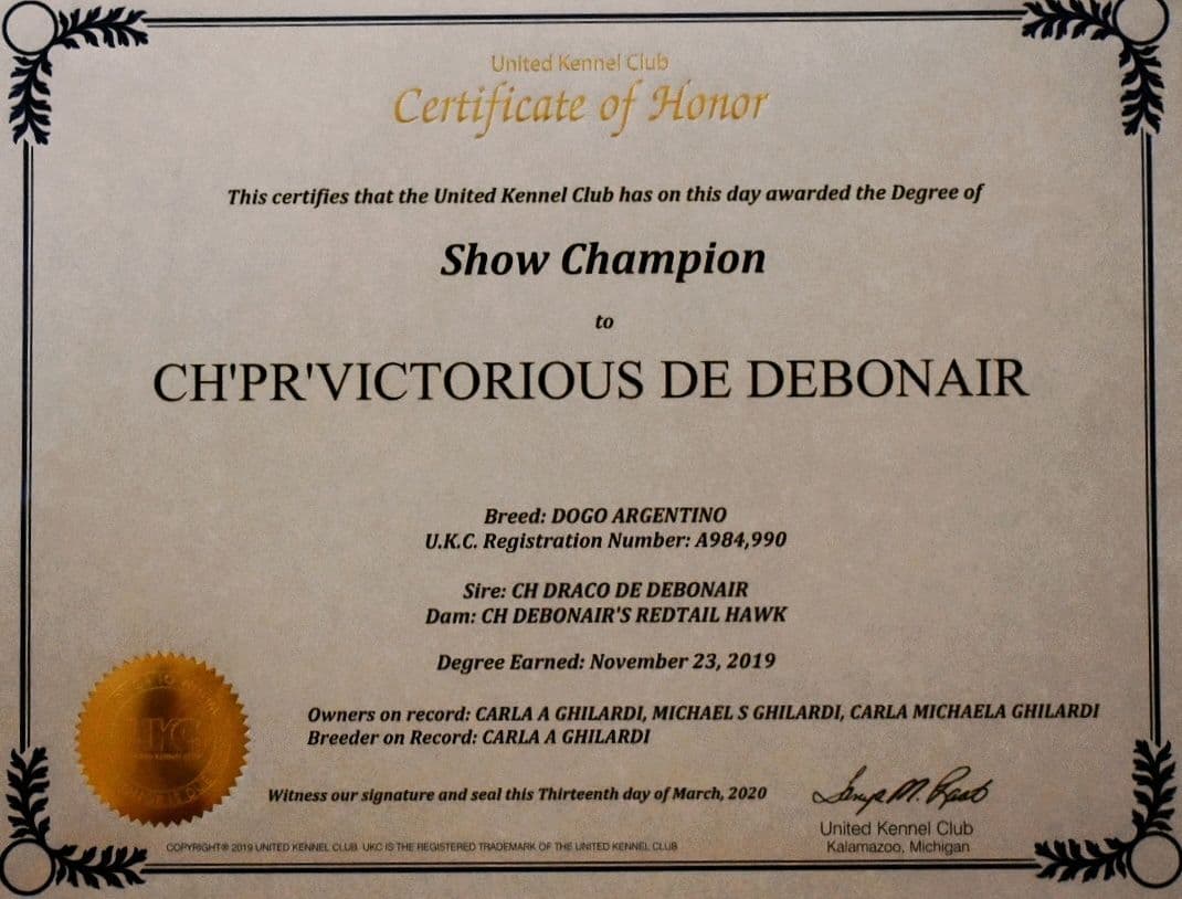 Dogo Argentino Puppies Champion Health Tested Parents. breeder image 50