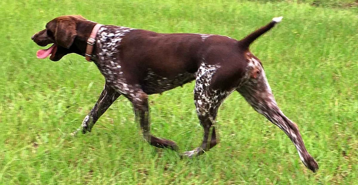 German Shorthaired Pointer Puppies breeder image 9