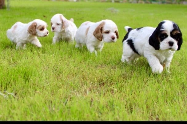 Cocker Spaniel Puppies breeder image 13