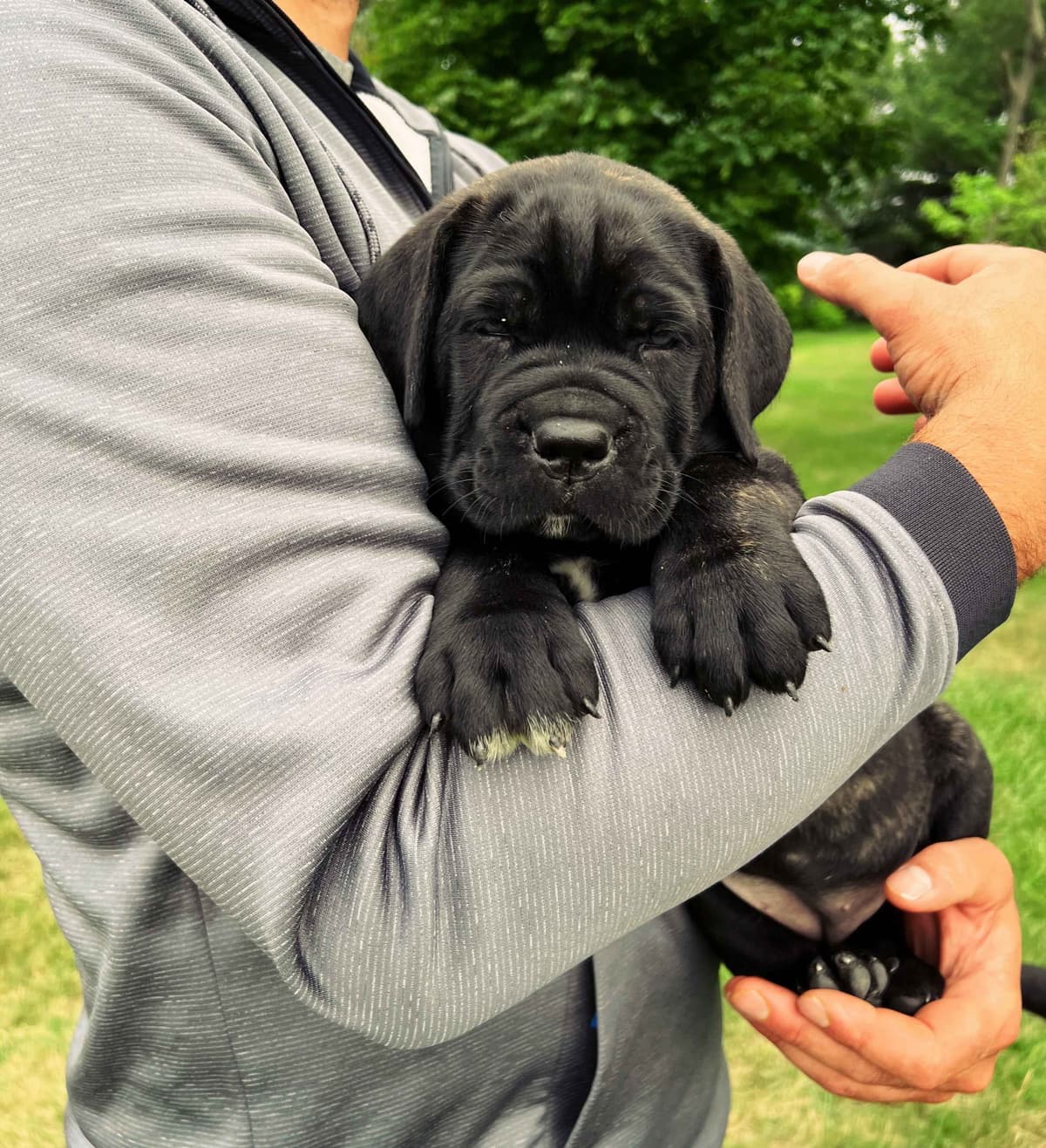 Cane Corso Puppies breeder image 13